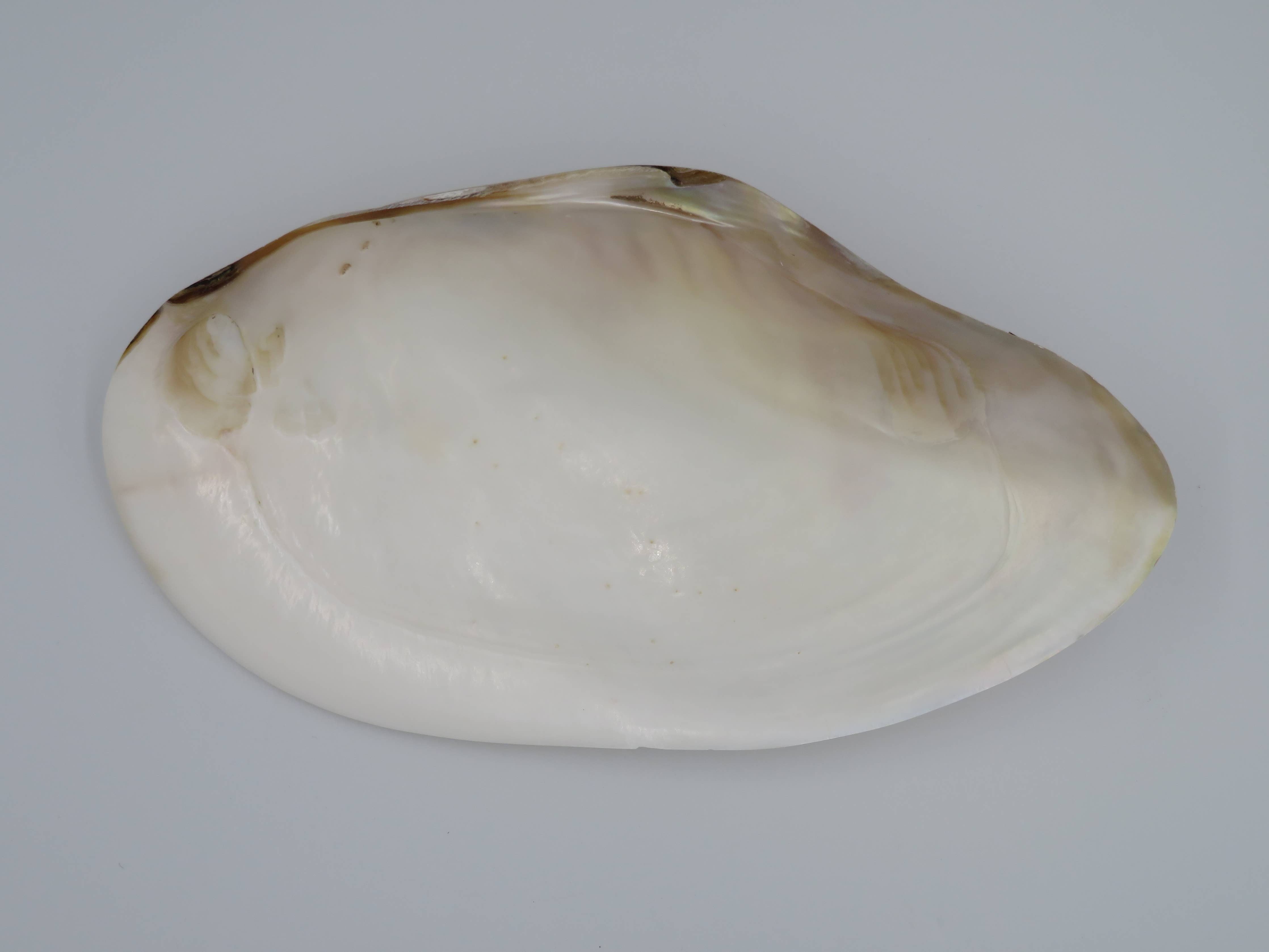 Kupang Shell | L
