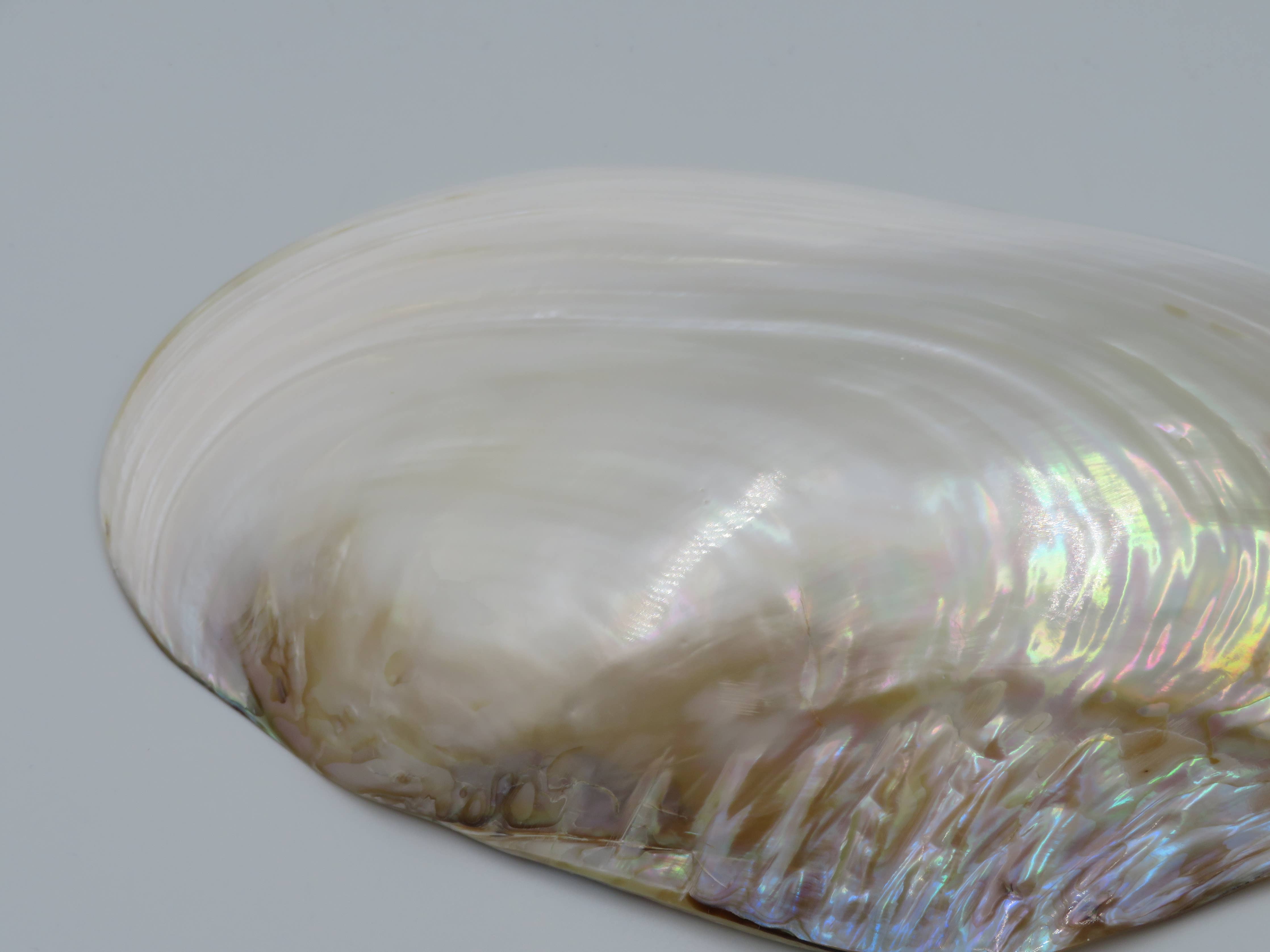 Kupang Shell | M