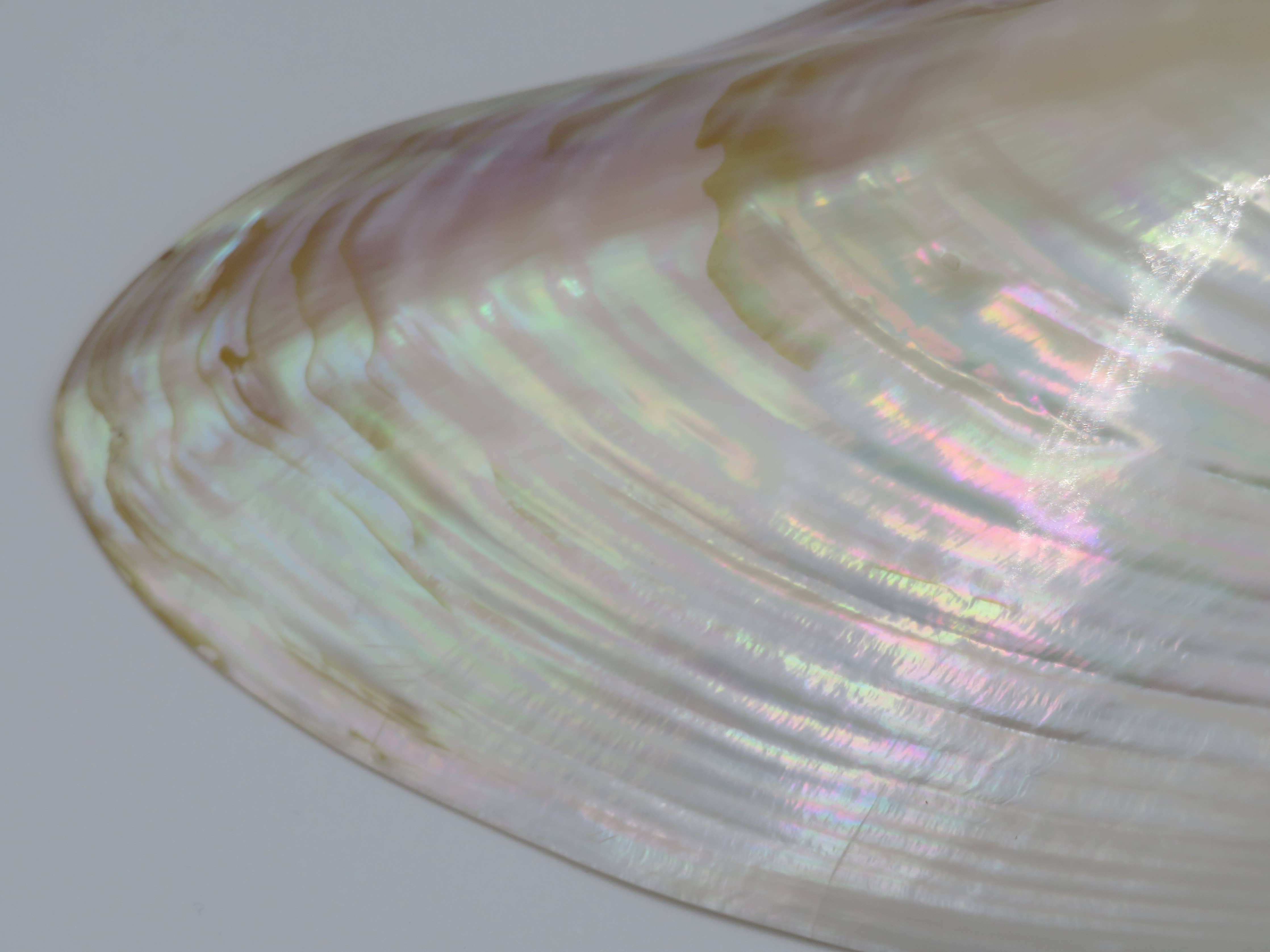 Kupang Shell | M