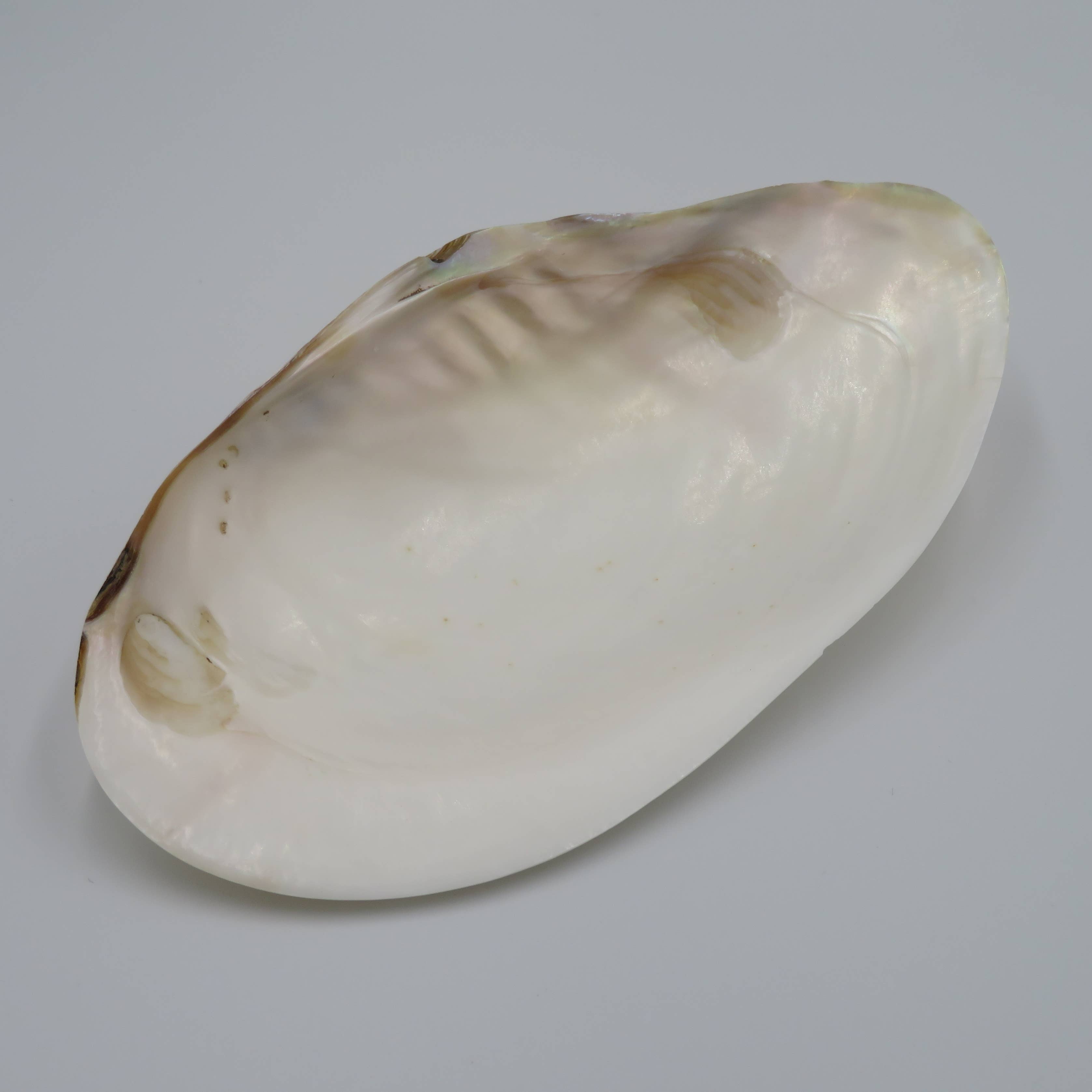 Kupang Shell | M