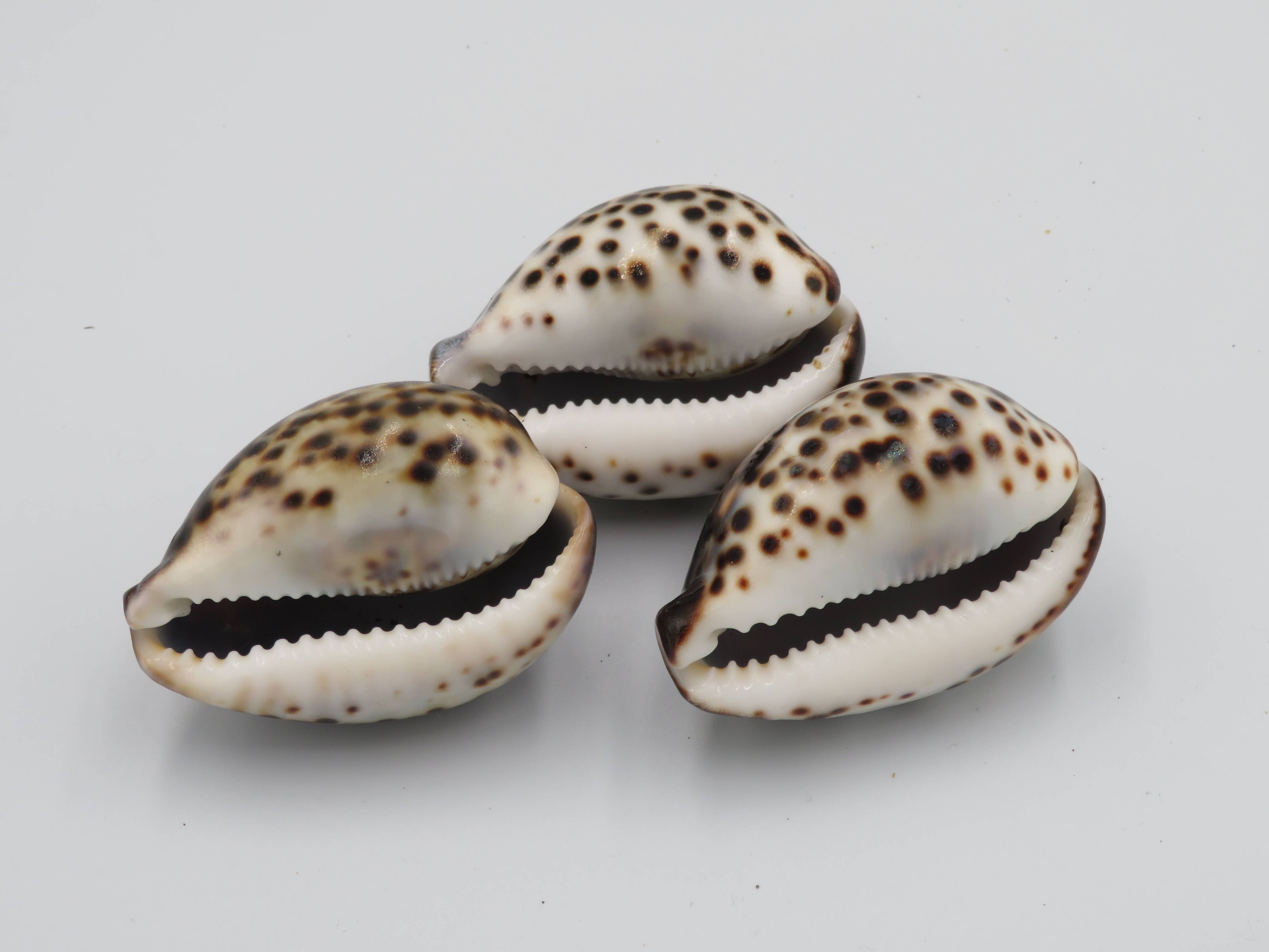 Tiger Cowie Shell