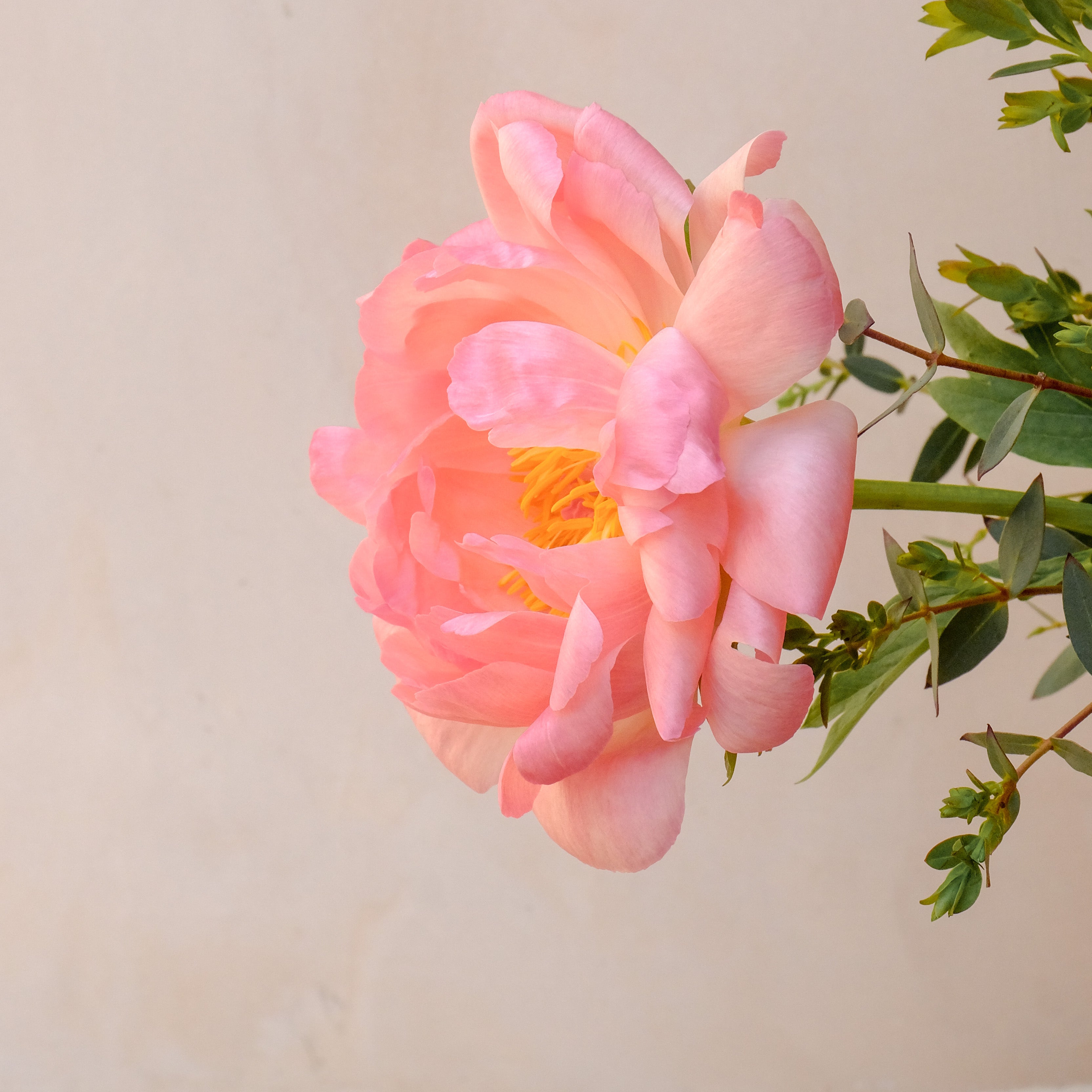 pink peony bouquet to order online from Botanique Workshop London