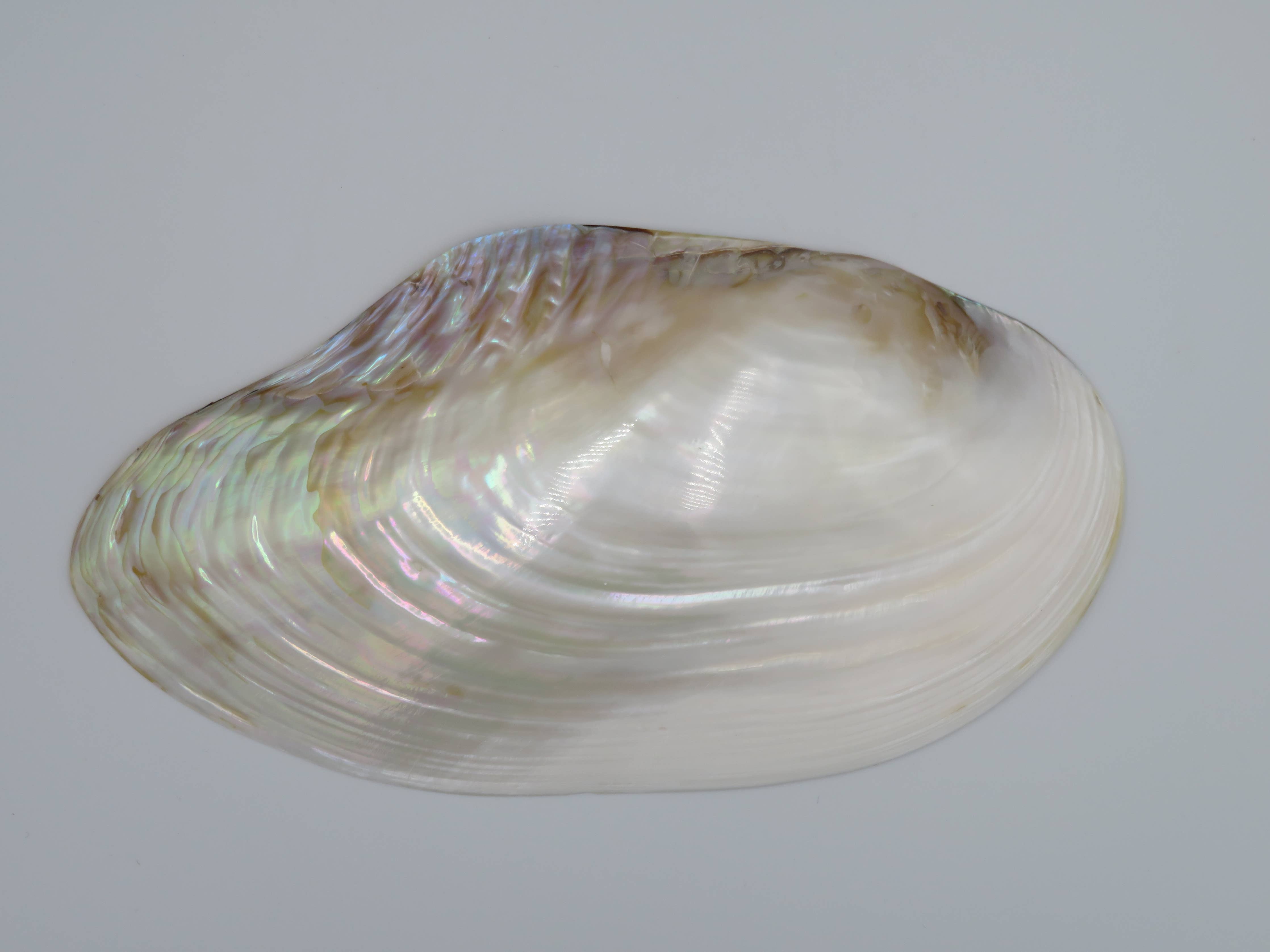 Kupang Shell | M